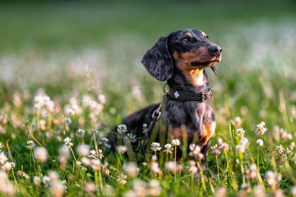 Louis, einer der Hunde hinter Pawrate